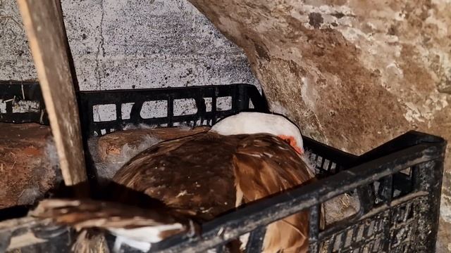 будут ли ещё утята? когда выведутся гусята?