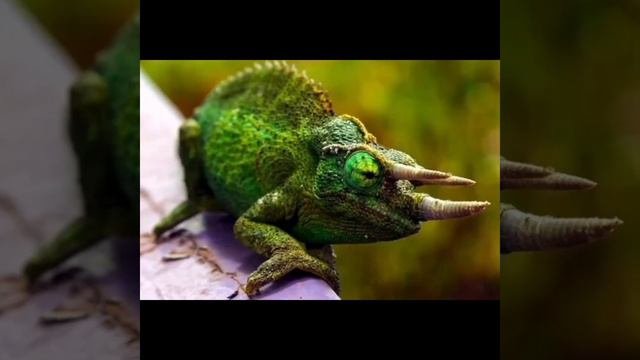 ХАМЕЛЕОН- ЯЗЫКАСТЫЙ ХИЩНЫЙ ДРАЗНИЛА ХОРОШО ЗНАЮЩИЙ МАСКИРОВКУ.