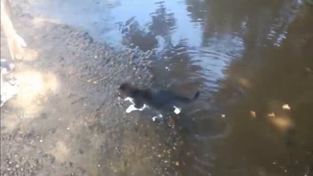 За мной по улице бежит маленький котенок