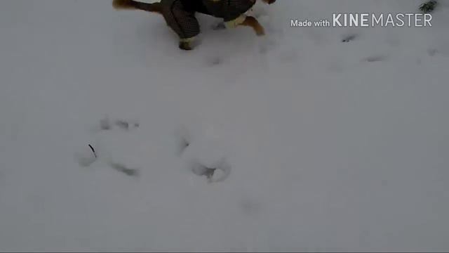 Утренняя прогулка Эльзы;)