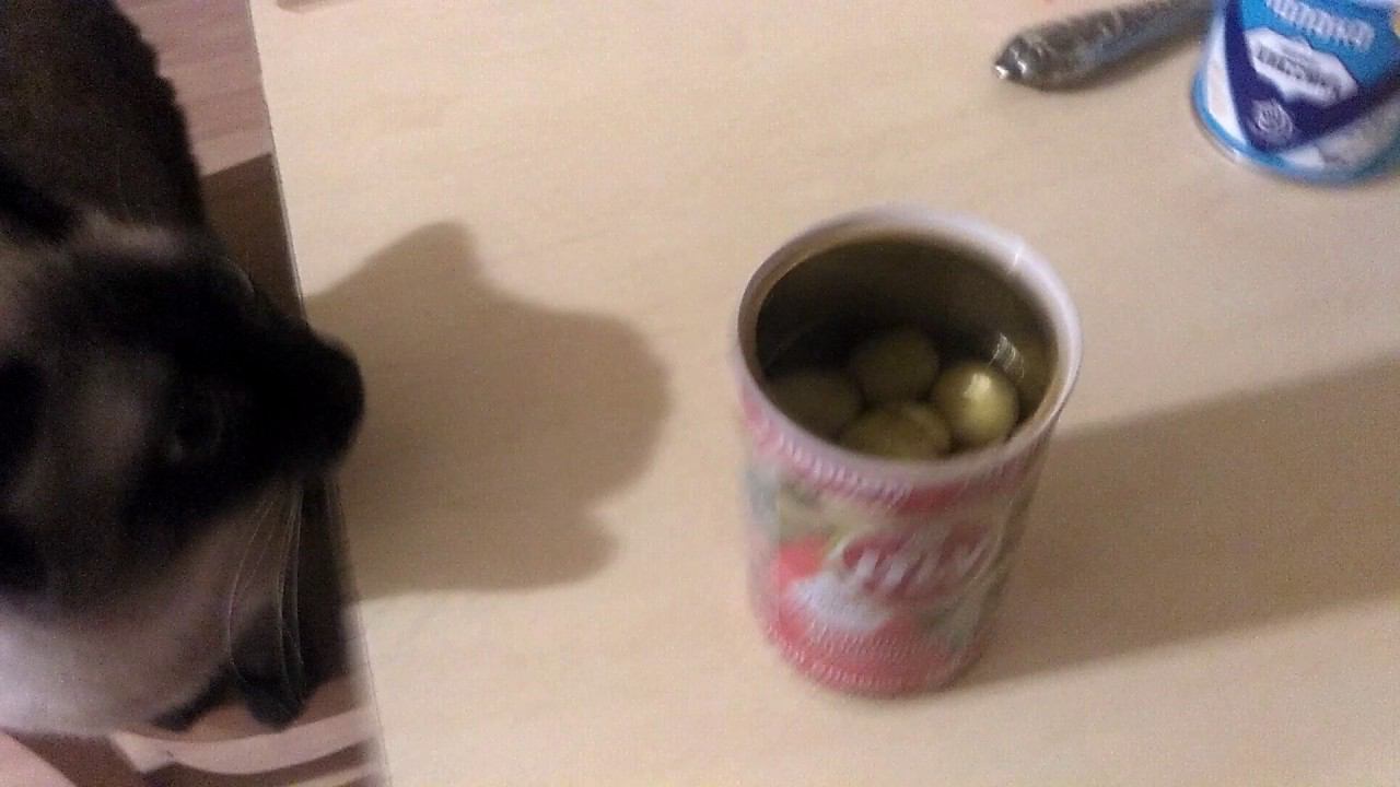 Эксперимент. Кот и оливка.