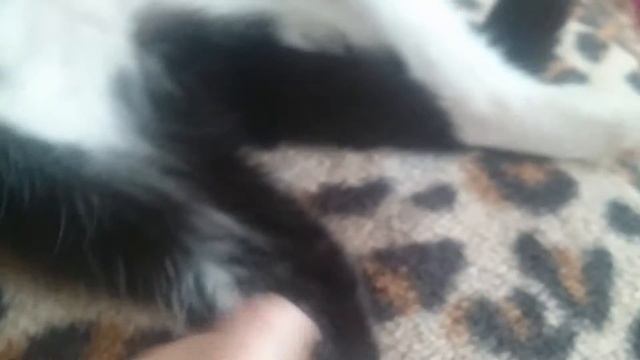 Кошка спит как человек ,всем смотреть