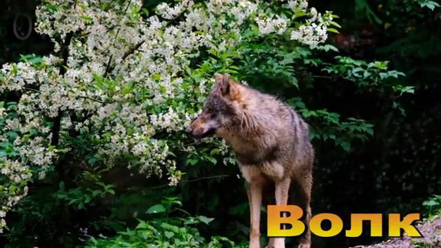 Звуки Животных | Учим Русский Язык с Животными | Имена Животных