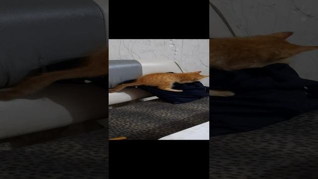 Рыжий кот провожает хозяйку в школу