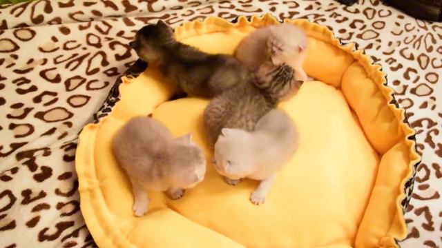 Шотландские котята золотого и серебристого окраса. Открыт резерв!