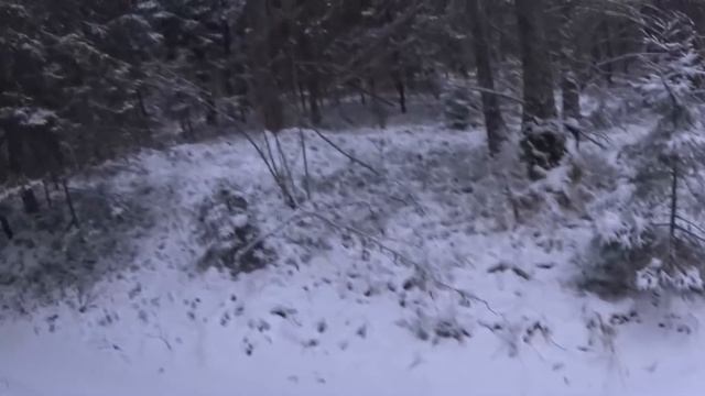 Охота на зайца с Русскими гончими  14 12 20