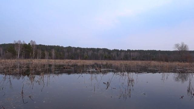 Весенняя охота на крякового селезня с подсадной уткой.