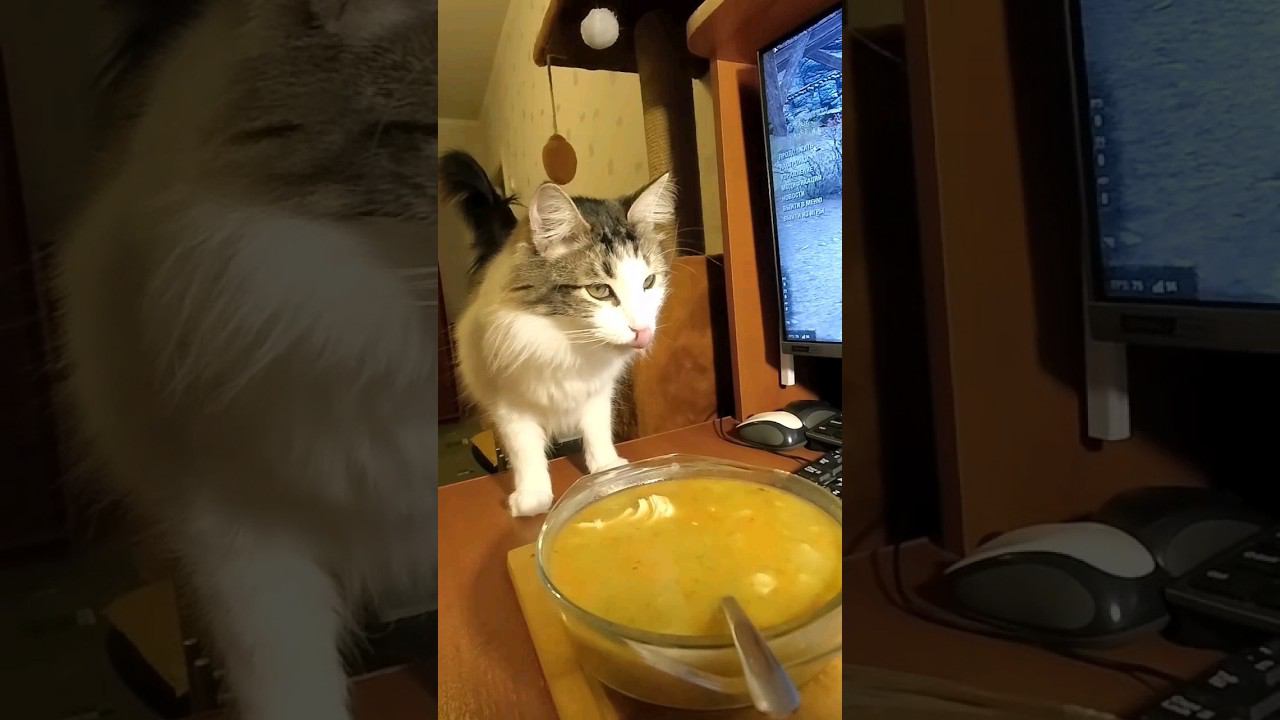 О великий суп наварили  #кошка #cat #gato #katze #chat #kedi #猫 #고양이 #貓 #warhammer