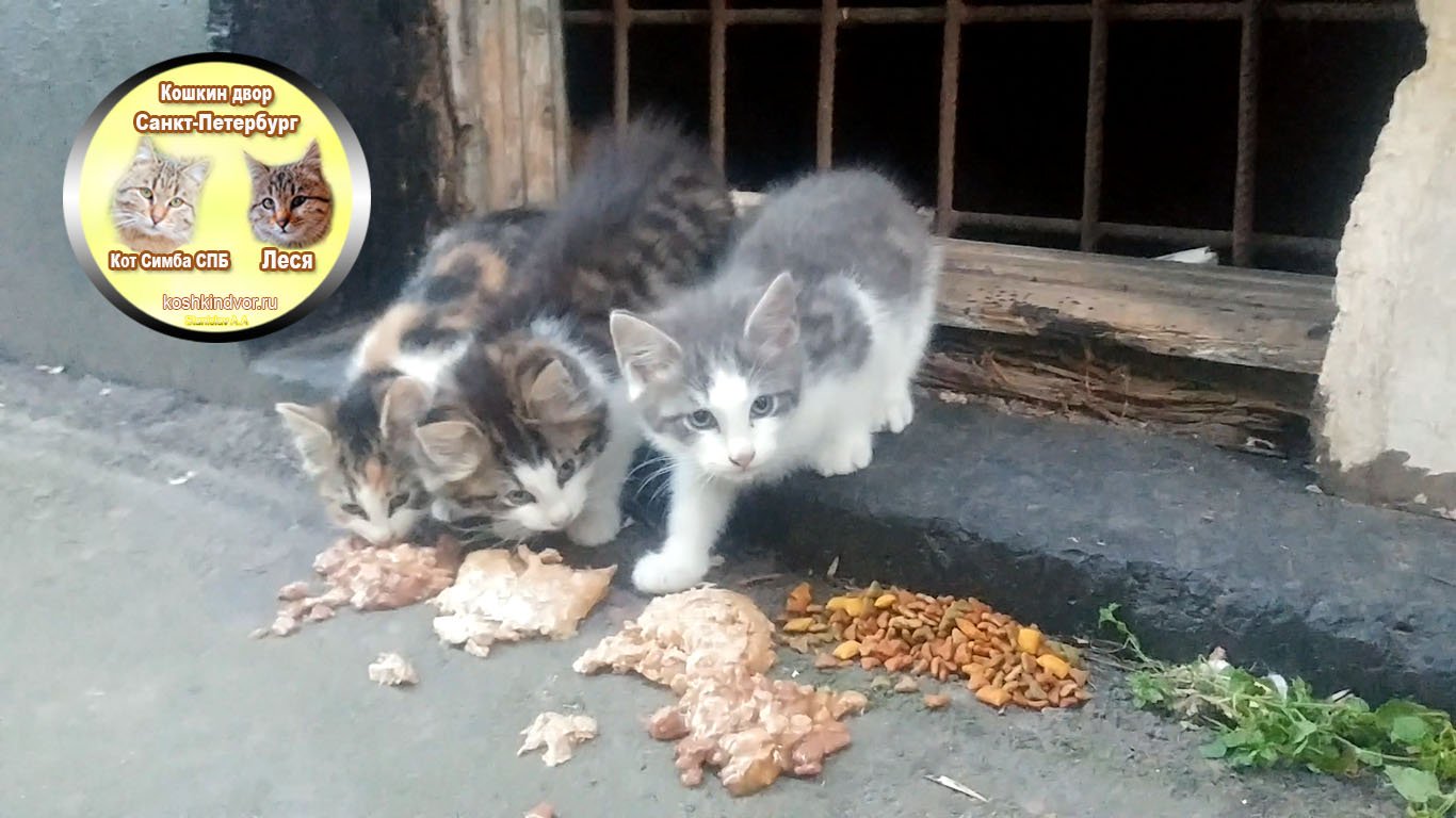 Пушистые котята кошкиного двора СПб 2022