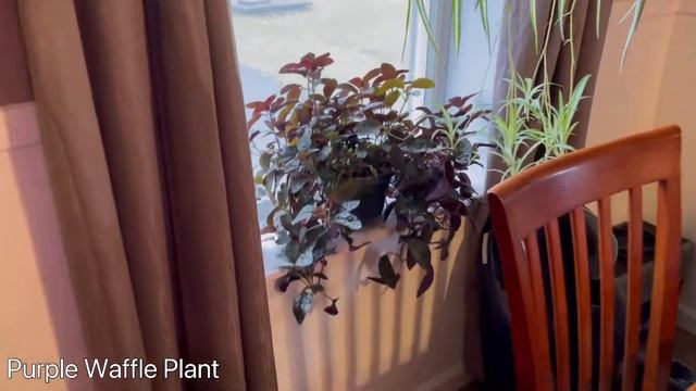 End of 2020 PLANT TOUR! ||My Entire Plant Collection||