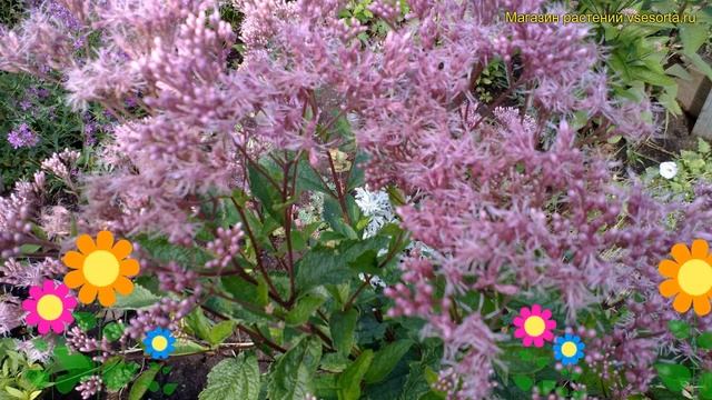 Посконник морщинистый Фантом. Краткий обзор описание характеристик eupatorium rugosa Phantom