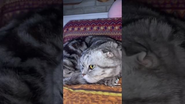 Где приобрести животное