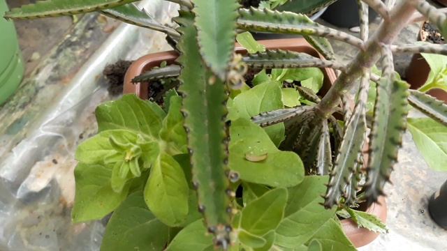 mostrando suculenta kalanchoe MÃE  MILHARES / PETÚNIA com flor