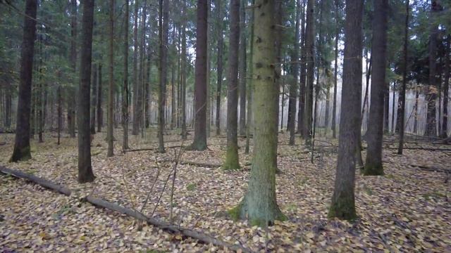 Прогулки по лесу. День за днем с дедом Многоведом. 22 октября 2023г. Эпизод 708.