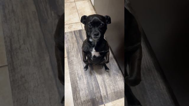 Adorable Pup Begs in the Kitchen   ViralHog