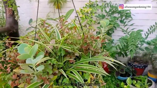 How To Plants Care In October/November/Plants Care In Winter /podho ki Sahi care