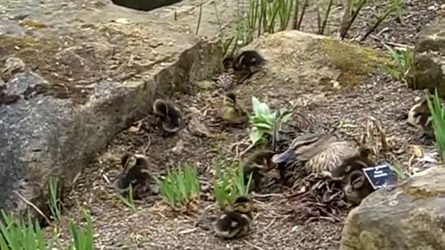Little ducklings Cambridge botanical gardens