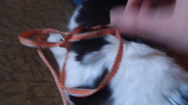 Кошачья паника! Не понравилась прогулка. / Cat Panic! Did Not Like The Walk.