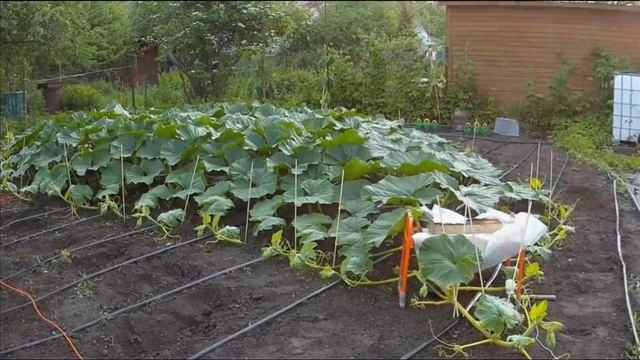 Ускоренный рост тыквы 501 кг / 1104 lb Giant Pumpkin Timelapse