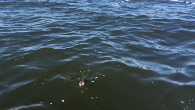 Отдых на острове Березань