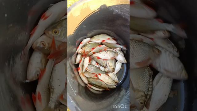 наловил краснопёрки на таранку