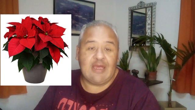 🏵💐10 PLANTAS de INTERIOR con FLORES.☘️ AHORA aprende TODO #suscríbete