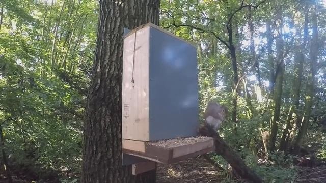 Squirrel pest control   Air Arms S510   Slug on a mission