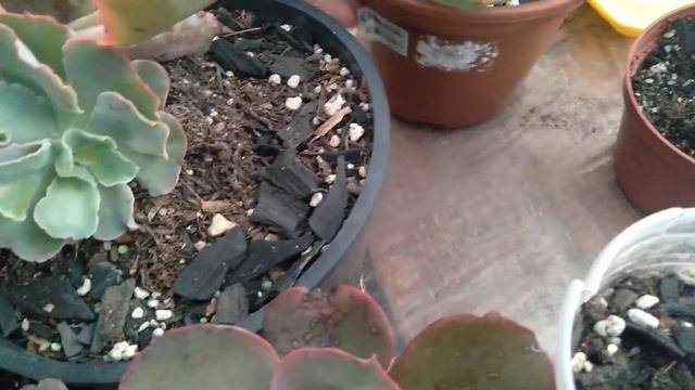 Echeveria Gibiflora De Fácil Propagação E A De Difícil, Qual Será 🤔🤔! Confiram
