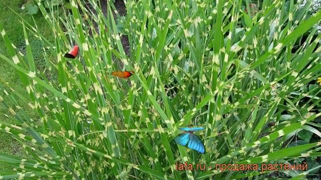 Мискантус китайский Стриктус miscanthus sinensis ? обзор: как сажать рассада мискантуса Стриктус