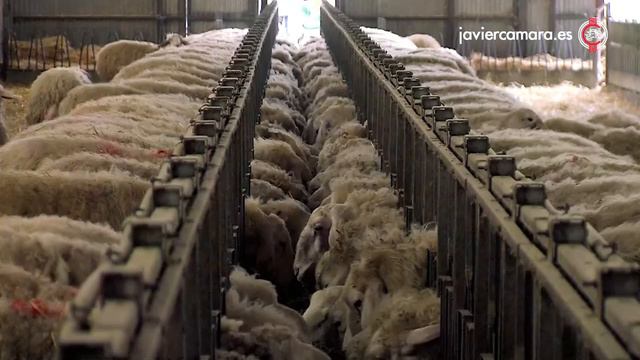 Комплексное оснащение овцеводческих ферм под ключ от  Javier Camara (Испания)