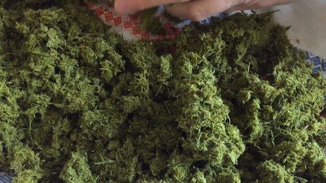 Витаминный травяной чай из сосновой хвои