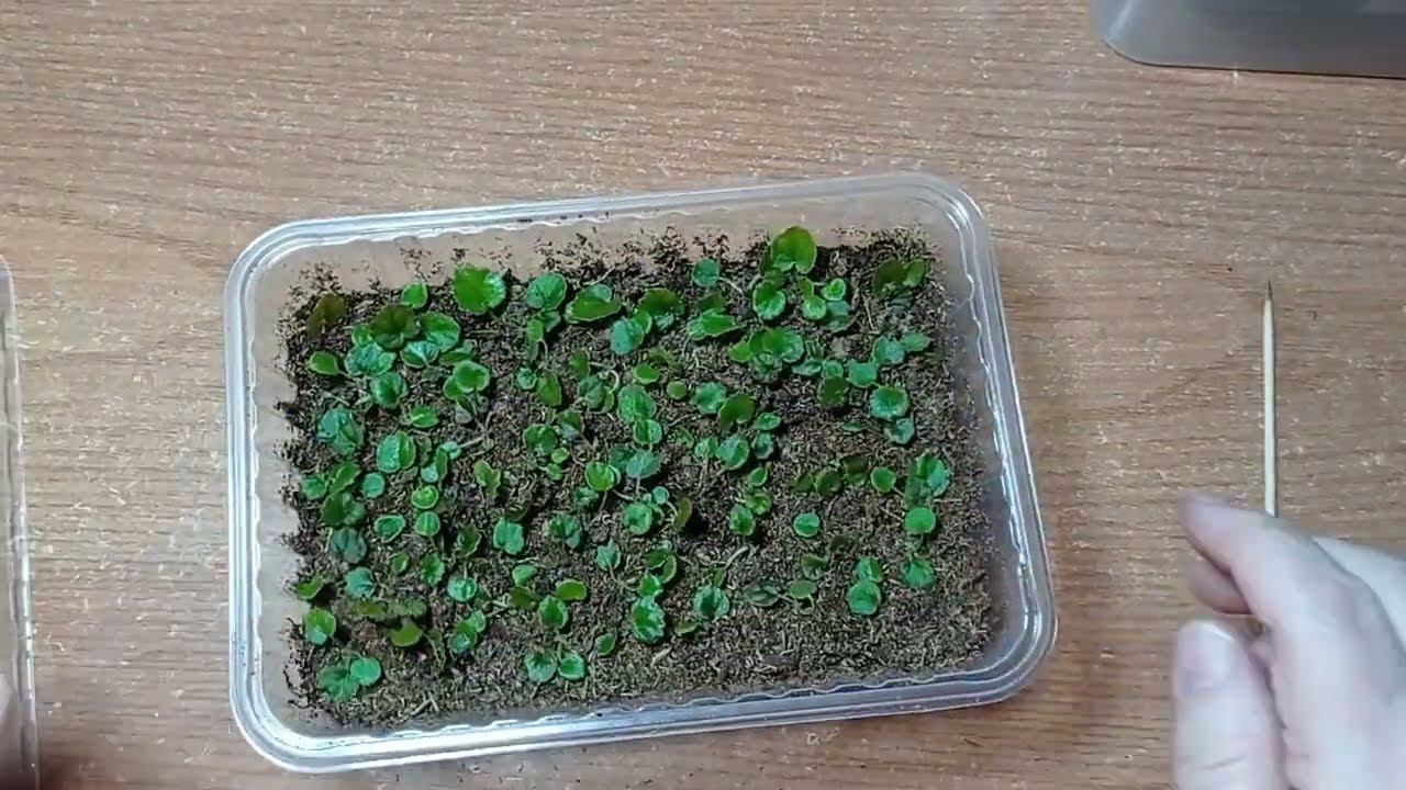 Первая пикировка сеянцев бегонии.