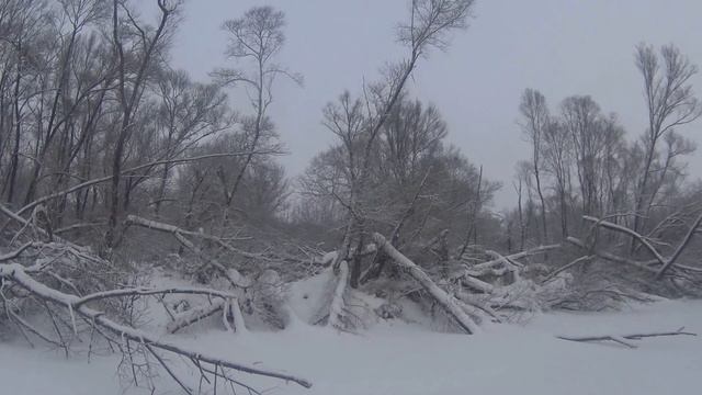зимняя природа, снежный денек, магия зимы\Nature winter , snow day , winter magic