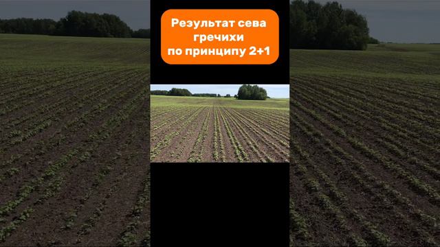 Результат сева гречихи по принципу 2+1 #amazone #dmc #seeder #buckwheat