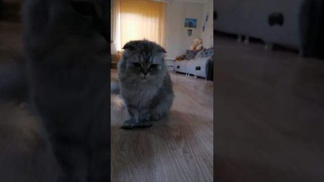 Пройдут ли кошки через скотч что бы поесть?