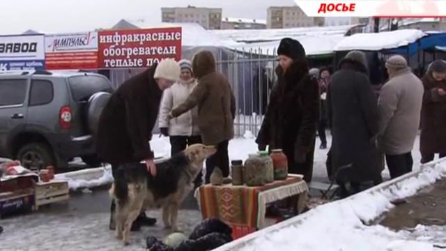 Проблема с бродячими собаками будет решена уже этой весной