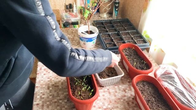 #146 Сравнили омлет из куриных и гусиных яиц. Подключили и проверили инкубатор. Переезд на ЮГ