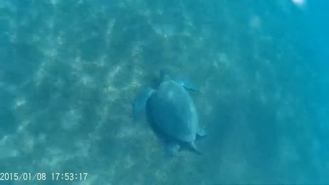 Мармарис - Ичмелер большая черепаха  Marmaris - Ichmeler Turtle