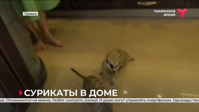 Сурикаты в доме | Тюмень