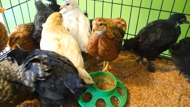 Нам уже месяц. Easter Egger  Olive Egger  Welsummer  French Black Copper Marans