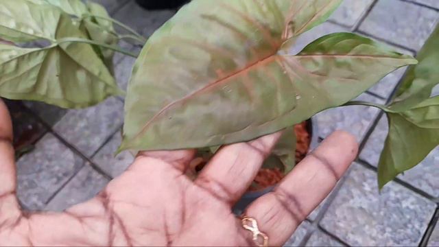 Syngonium Varities | Syngonium varities with names | Plant Care in malayalam | Arrow Head varities