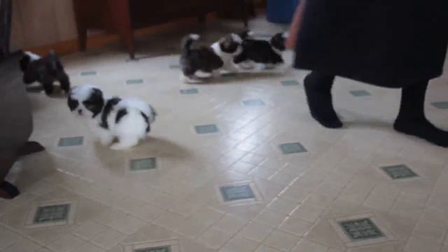 Shih Tzu Puppies For Sale
