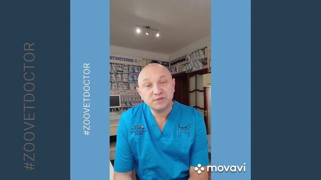 Закрытые глаза у щенков и котят #zoovetdoctor советы ветеринара Дмитрия Ушакова интересные истории