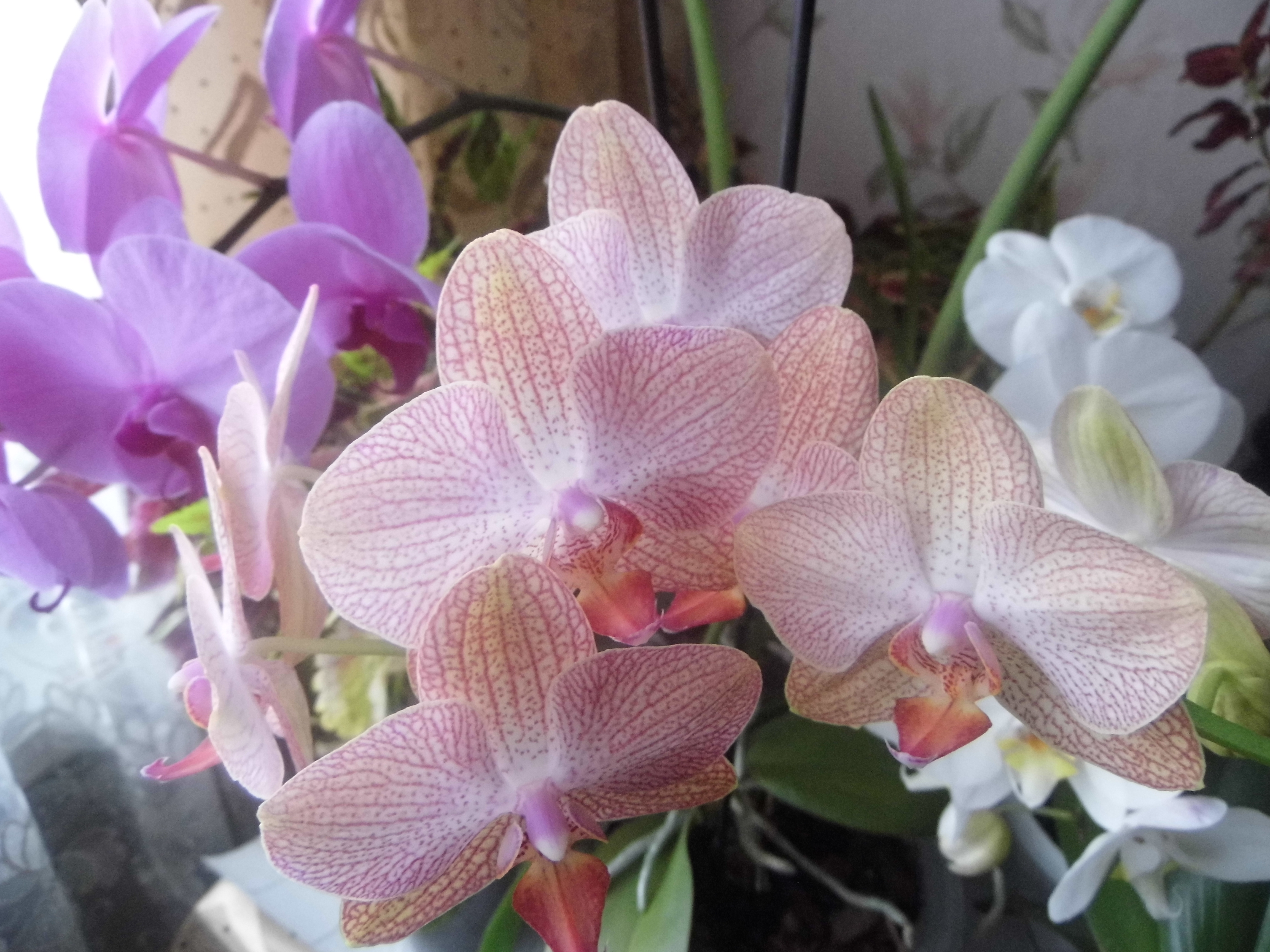 Мои орхидеи продолжают цвести.