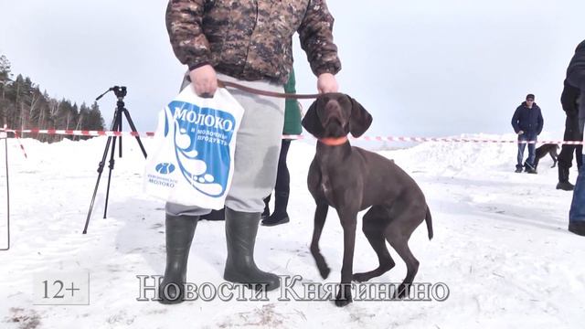 Выставка охотничьих собак.