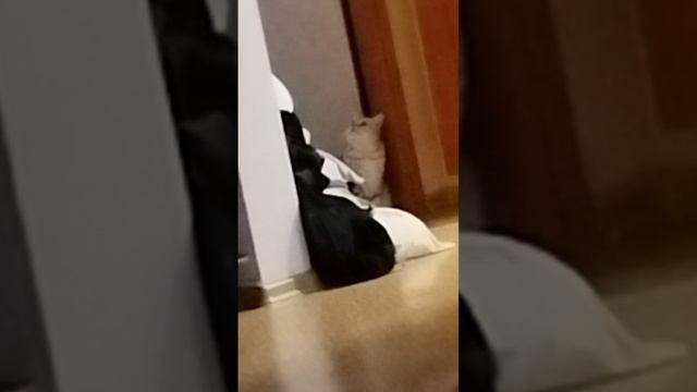 Кошка буду
