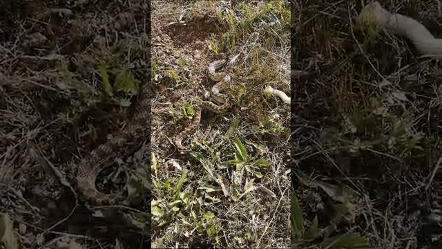 1000048182.mp4