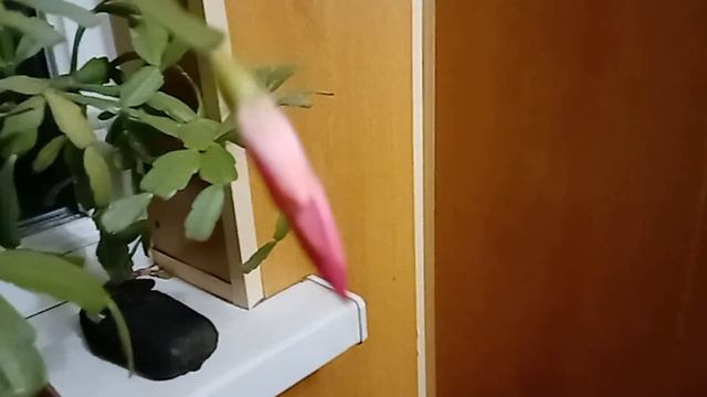 Які органи у квіткової рослини