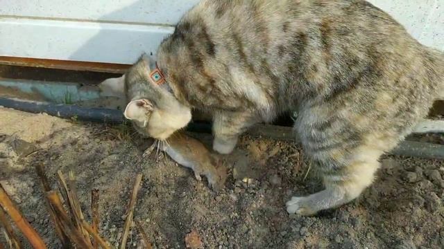 Кошка поймала крысу
