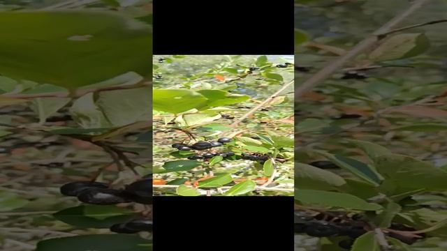 Черноплодная рябина